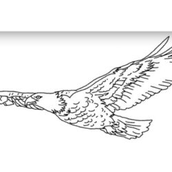 Eagle Flying Drawing Hand Drawn Sketch