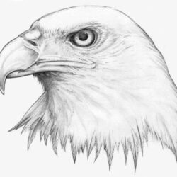 Eagle Flying Drawing Image