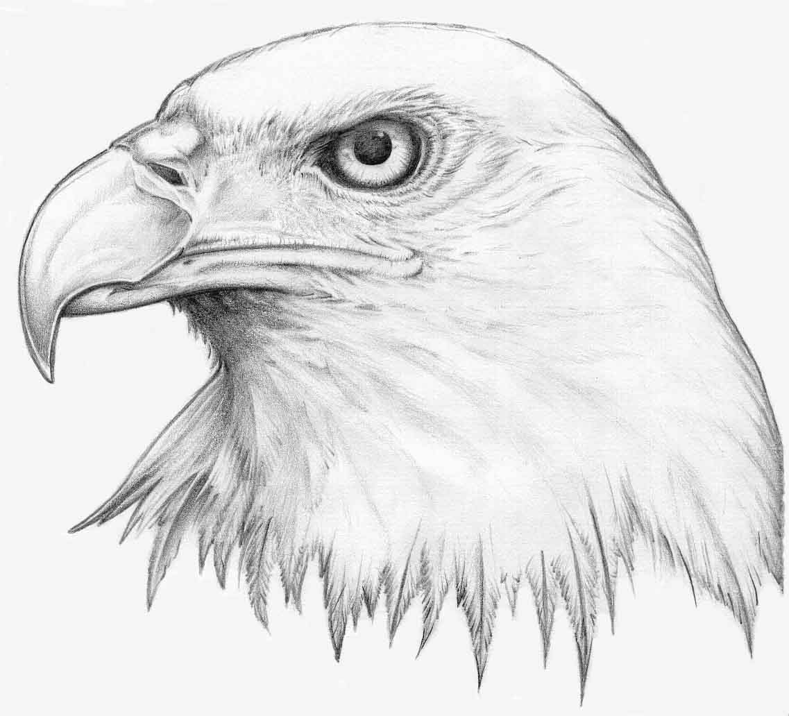 Eagle Flying Drawing Intricate Artwork