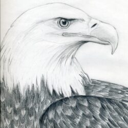 Eagle Flying Drawing Modern Sketch