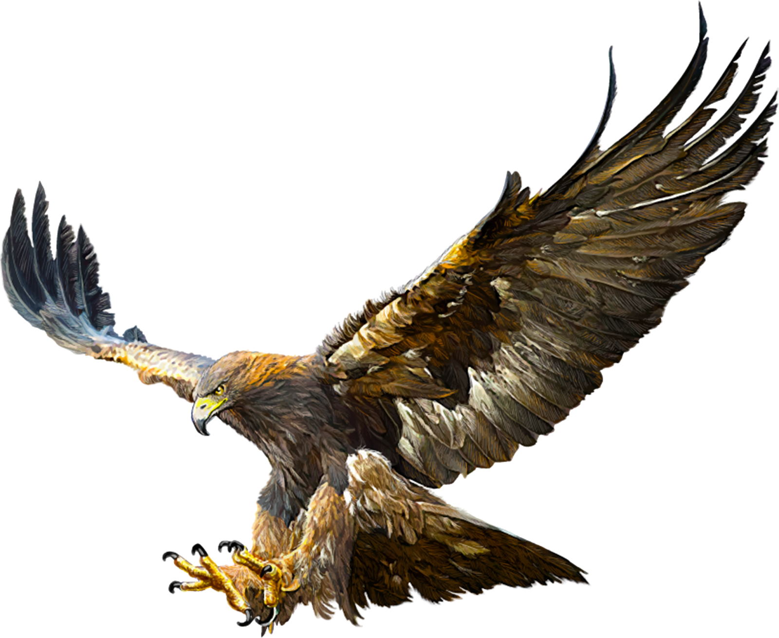 Eagle Flying Drawing Photo