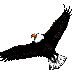 Eagle Flying Drawing Professional Artwork