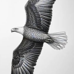 Eagle Flying Drawing Sketch Photo