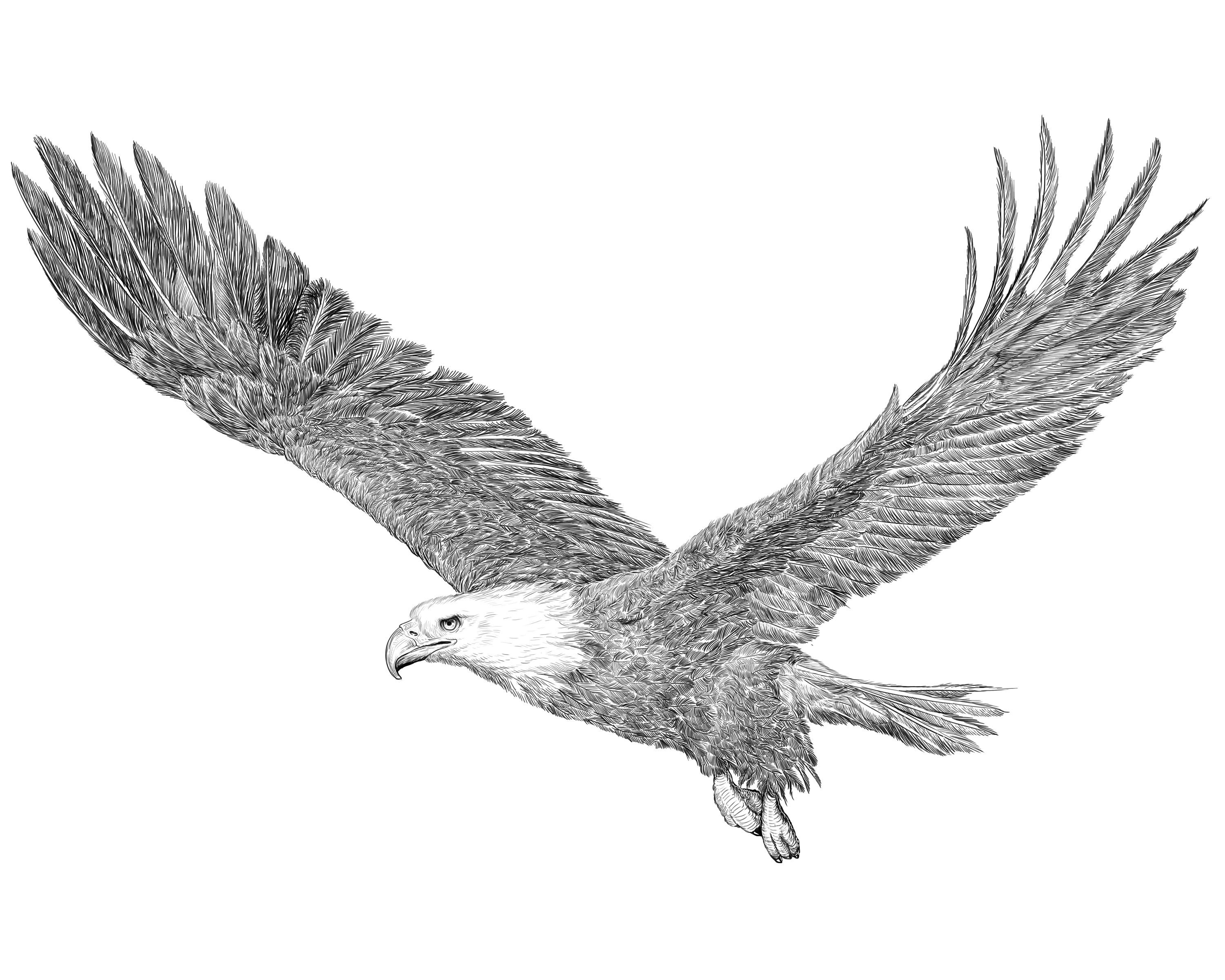 Eagle Flying Drawing Unique Art
