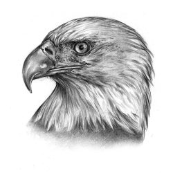 Eagle Head Drawing