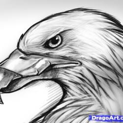 Eagle Head Drawing Amazing Sketch