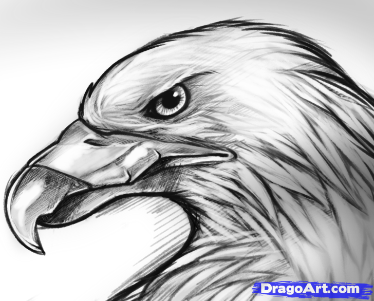 Eagle Head Drawing Amazing Sketch