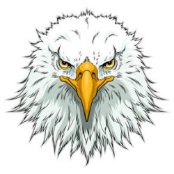 Eagle Head Drawing Creative Style