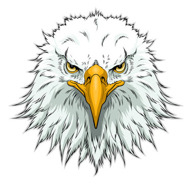 Eagle Head Drawing Creative Style