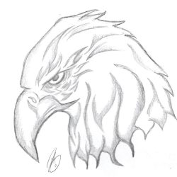 Eagle Head Drawing Fine Art