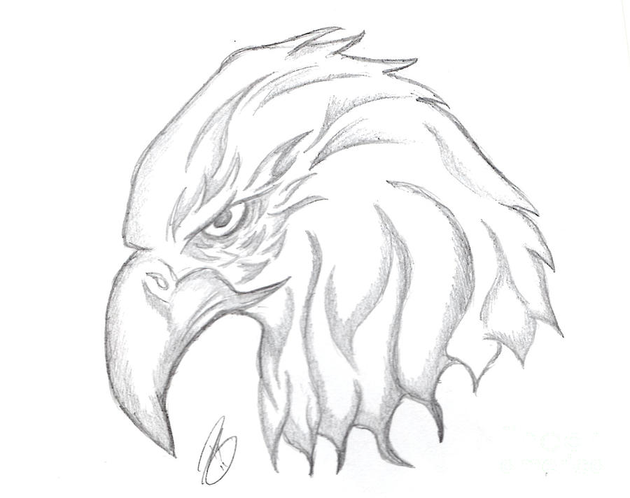 Eagle Head Drawing Fine Art