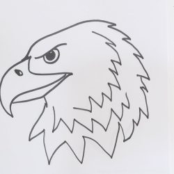 Eagle Head Drawing Hand drawn Sketch