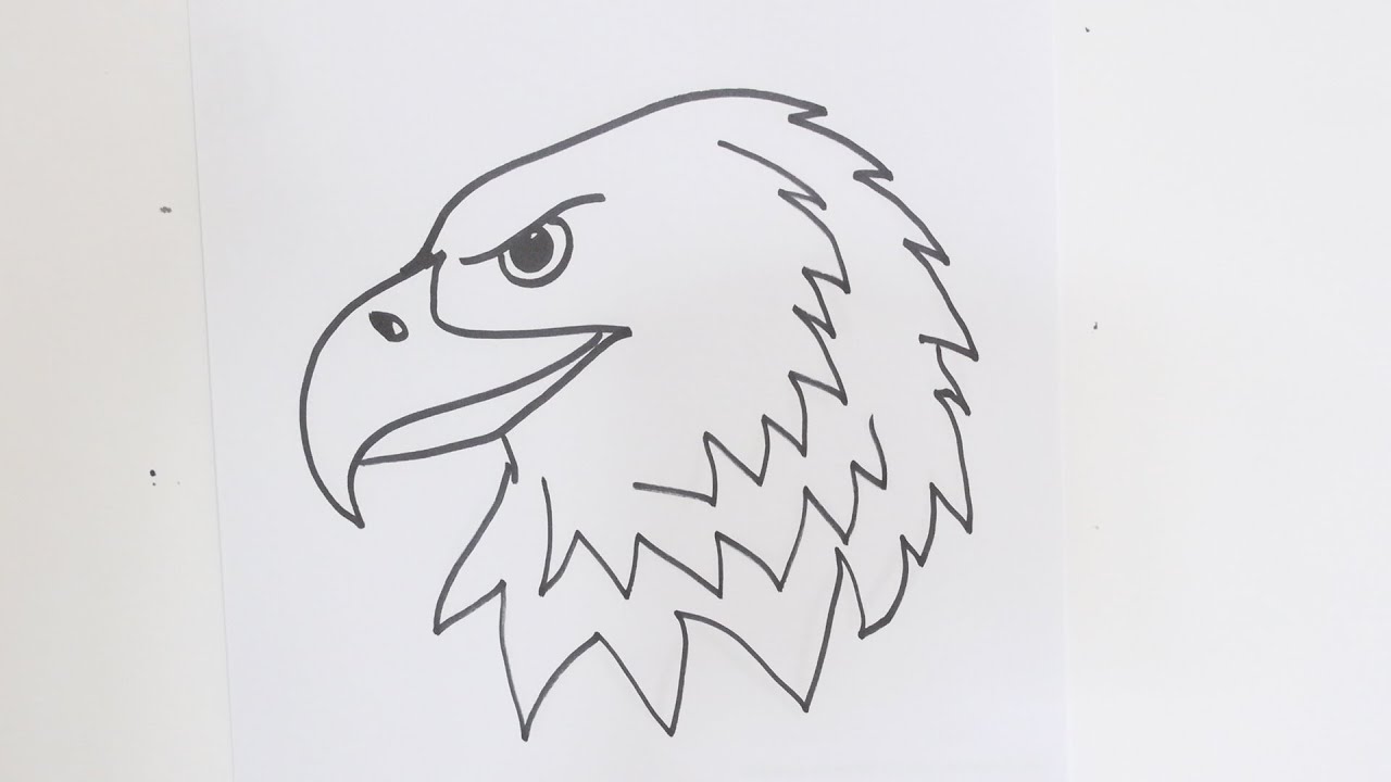 Eagle Head Drawing Hand drawn Sketch