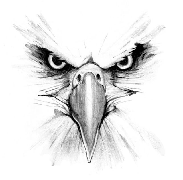 Eagle Head Drawing Hand drawn