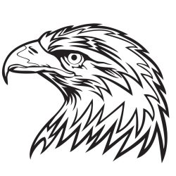 Eagle Head Drawing Realistic Sketch