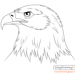 Eagle Head Drawing Sketch