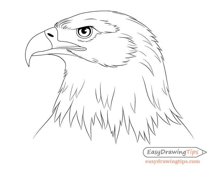 Eagle Head Drawing Sketch