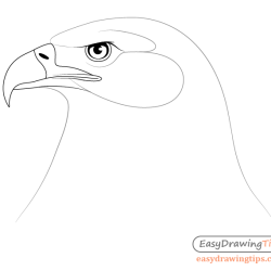 Eagle Head Drawing Stunning Sketch