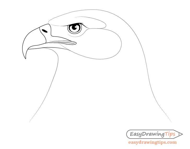 Eagle Head Drawing Stunning Sketch