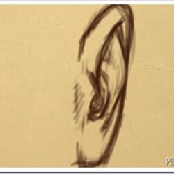 Ear Drawing Amazing Sketch