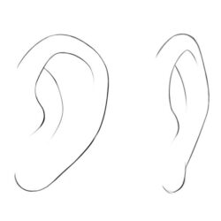 Ear Drawing Hand drawn Sketch