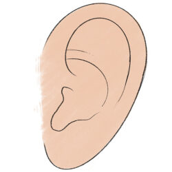 Ear Drawing Image