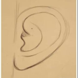 Ear Drawing Modern Sketch