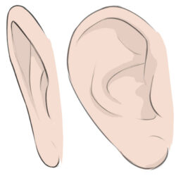 Ear Drawing Unique Art