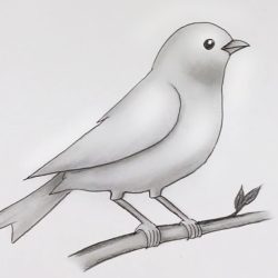 Easy Bird Drawing Art
