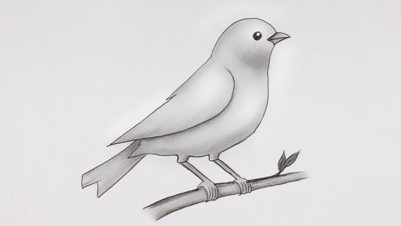 Easy Bird Drawing Art