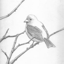 Easy Bird Drawing Artistic Sketching