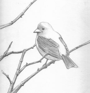 Easy Bird Drawing Artistic Sketching