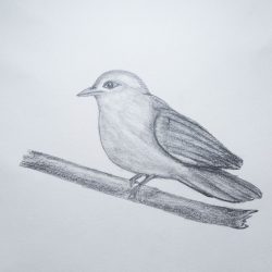 Easy Bird Drawing Creative Style