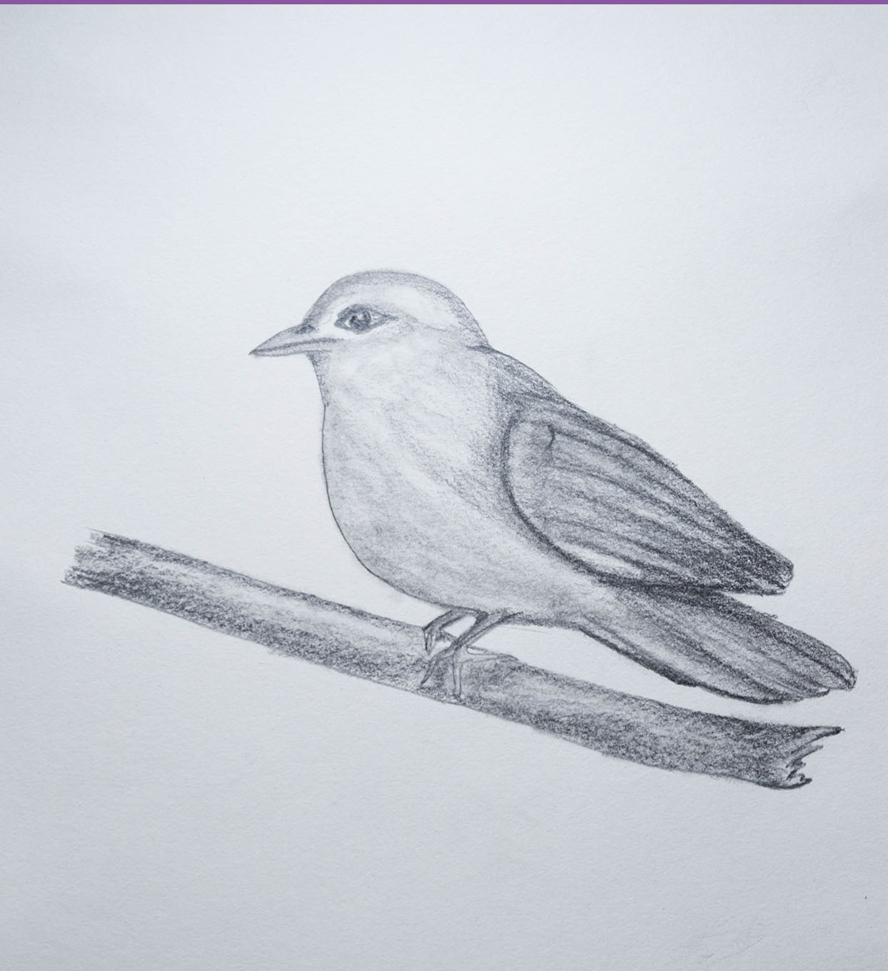 Easy Bird Drawing Creative Style
