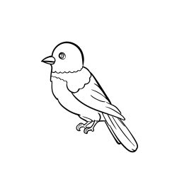 Easy Bird Drawing Fine Art