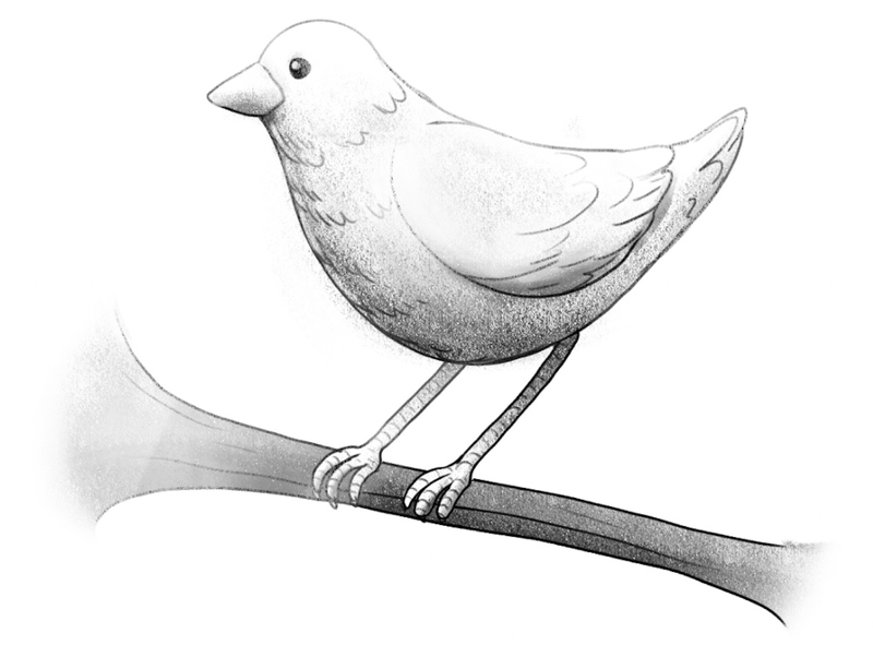 Easy Bird Drawing Sketch