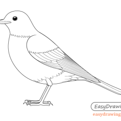 Easy Bird Drawing Stunning Sketch