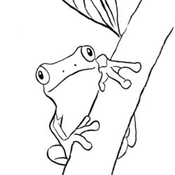 Easy Frog Drawing Hand Drawn