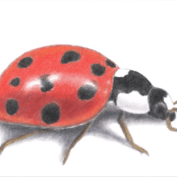 Easy Ladybug Drawing Amazing Sketch