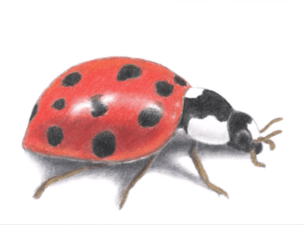 Easy Ladybug Drawing Amazing Sketch