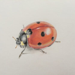 Easy Ladybug Drawing Artistic Sketching