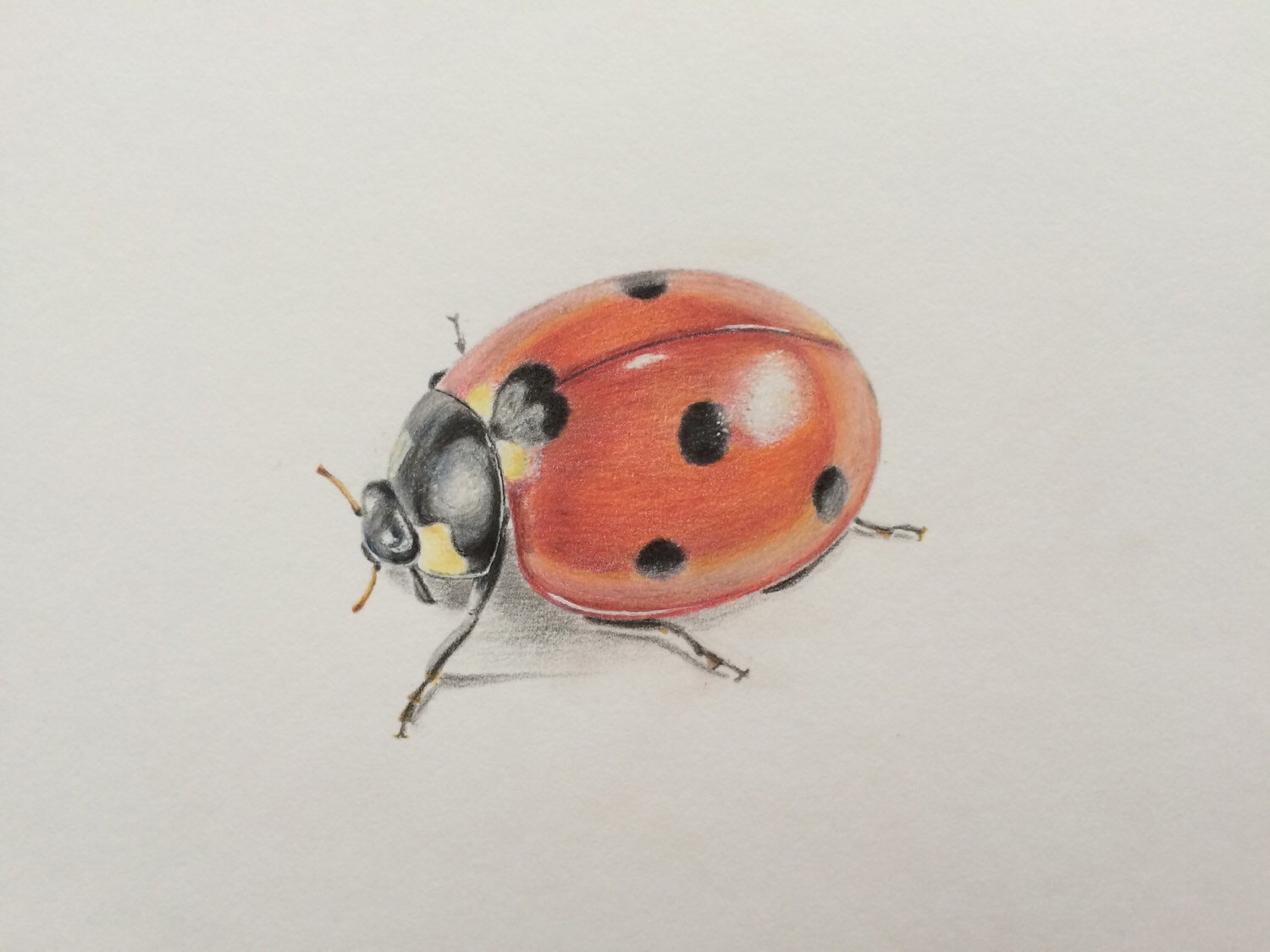 Easy Ladybug Drawing Artistic Sketching