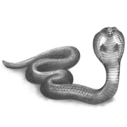 Easy Snake Drawing Creative Style