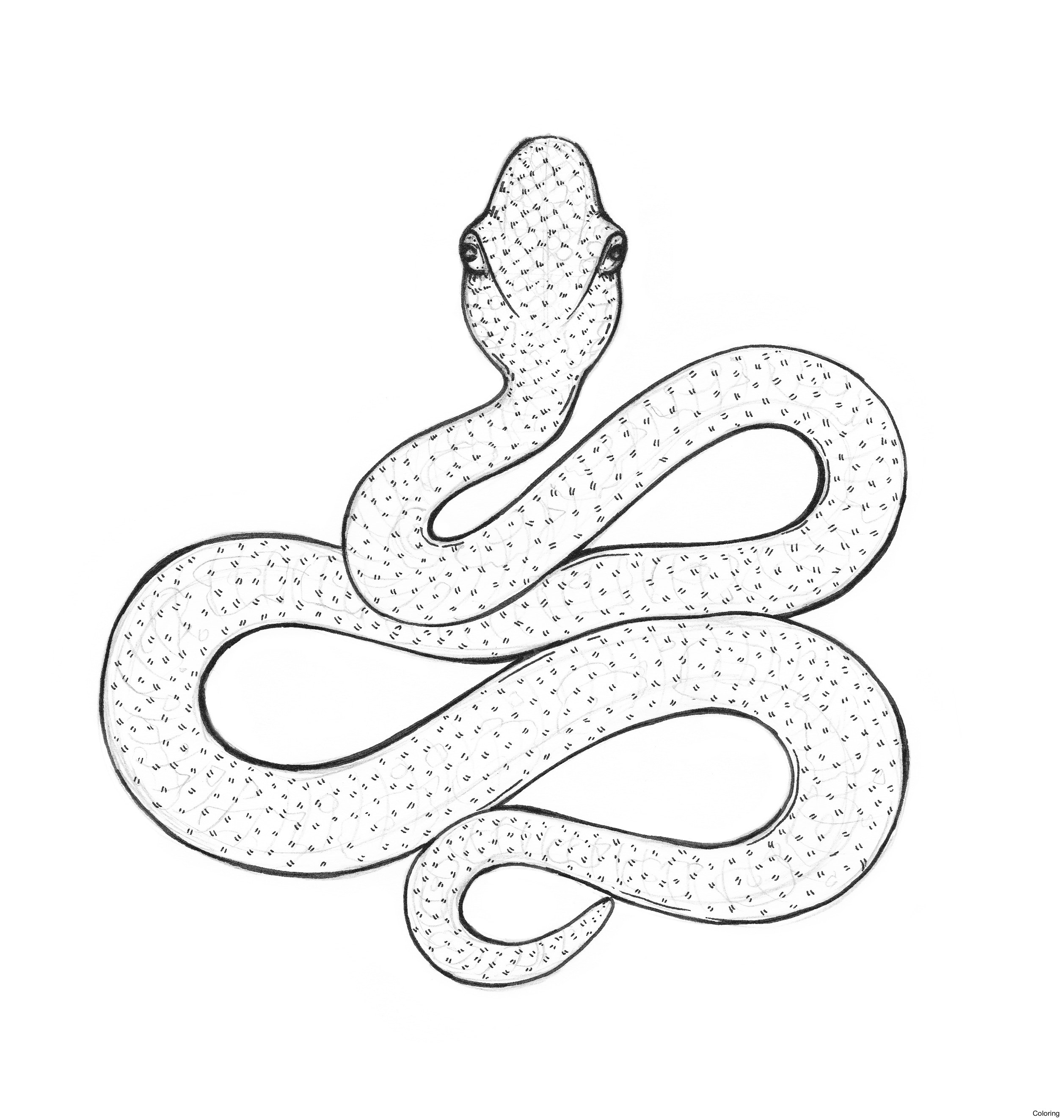 Easy Snake Drawing Detailed Sketch