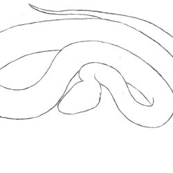 Easy Snake Drawing Fine Art