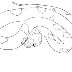 Easy Snake Drawing Professional Artwork