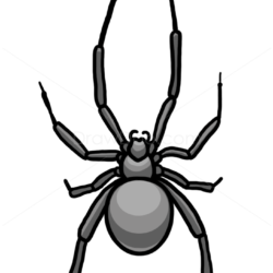 Easy Spider Drawing Amazing Sketch