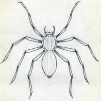 Easy Spider Drawing Creative Style