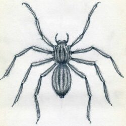 Easy Spider Drawing Detailed Sketch