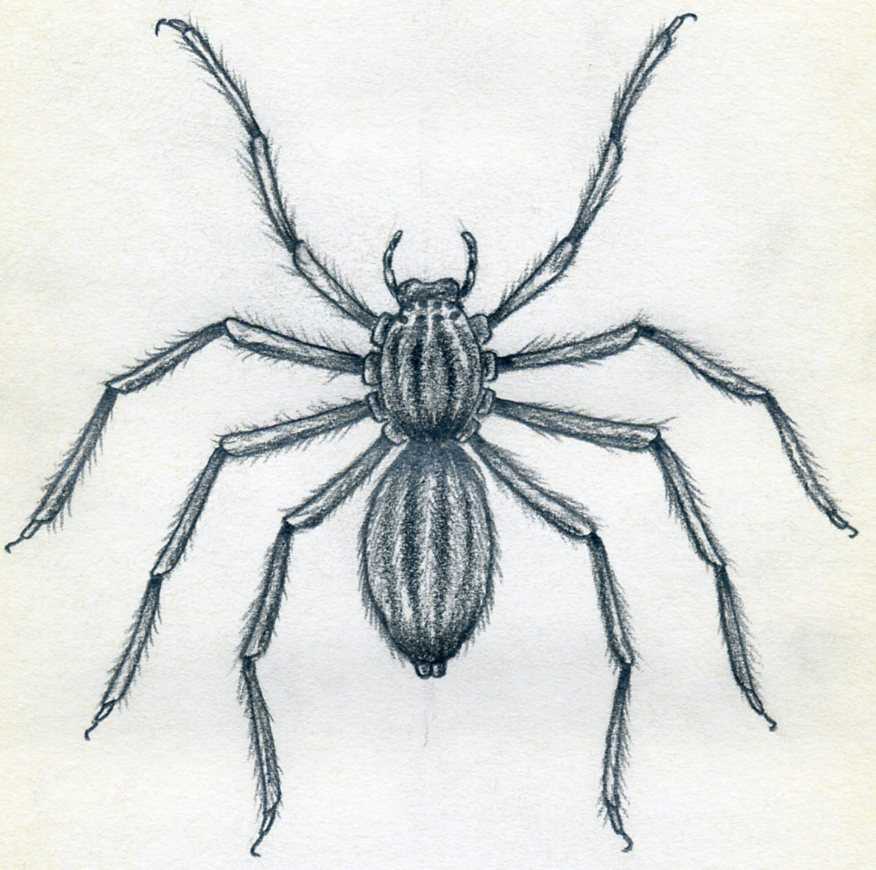 Easy Spider Drawing Detailed Sketch